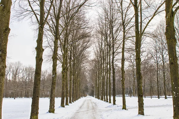 森林中的几棵树的雪之路 — 图库照片