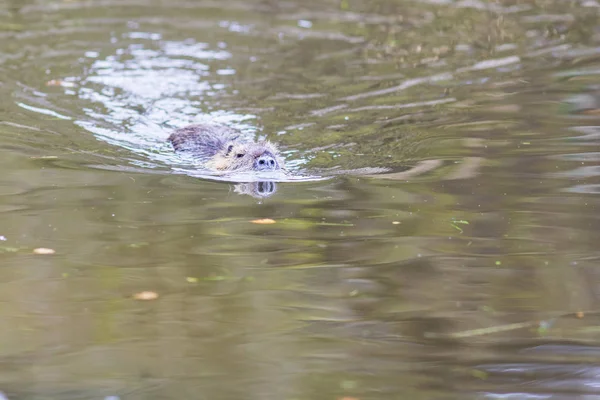 Nutrie (Myocastor coypus) v Německu — Stock fotografie