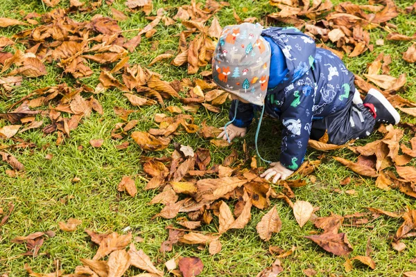 Bebê rastejando através das folhas de outono na floresta — Fotografia de Stock