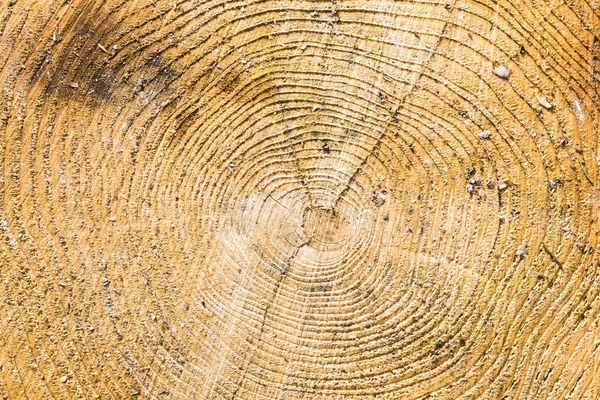 Wood texture with tree ring