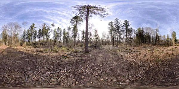 Sfäriskt panorama 360 grader i skogen — Stockfoto