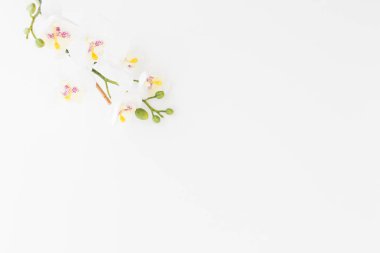 Beyaz arkaplanda beyaz orkide