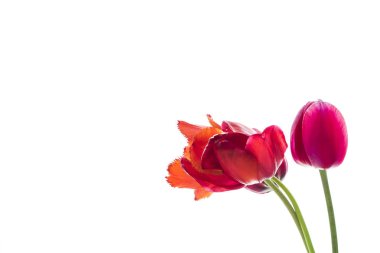 Lale çiçek, metin için yer beyaz zemin üzerine.