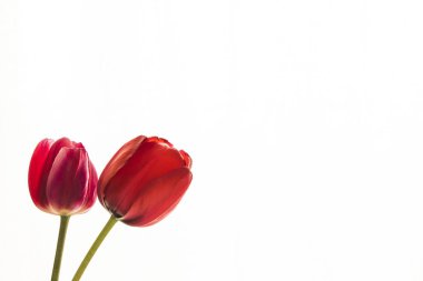 Lale çiçek, metin için yer beyaz zemin üzerine.