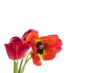 Lale çiçek, metin için yer beyaz zemin üzerine.