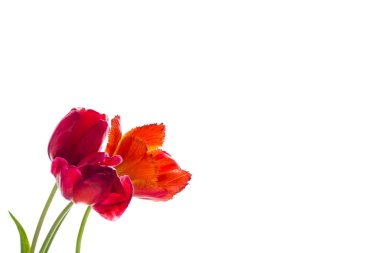 Lale çiçek, metin için yer beyaz zemin üzerine.