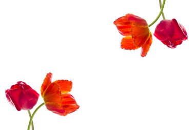 Lale çiçek, metin için yer beyaz zemin üzerine.