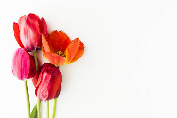 Tulip flowers on white table with human hand and copy space for 