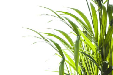 Yallow palmiye (Chrysalidocarpus lutescens.) üzerinde beyaz backgr yaprakları
