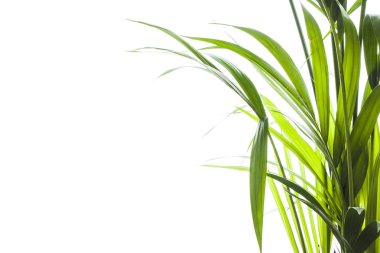 Yallow palmiye (Chrysalidocarpus lutescens.) üzerinde beyaz backgr yaprakları