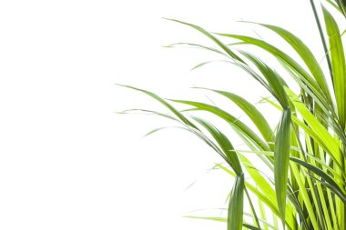 Yallow palmiye (Chrysalidocarpus lutescens.) üzerinde beyaz backgr yaprakları