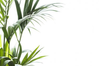 Yallow palmiye (Chrysalidocarpus lutescens.) üzerinde beyaz backgr yaprakları