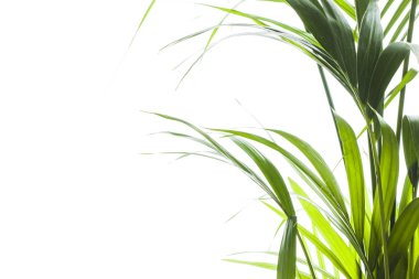 Yallow palmiye (Chrysalidocarpus lutescens.) üzerinde beyaz backgr yaprakları