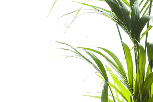 Yallow palm (Chrysalidocarpus lutescens.) листья на белом backgr — стоковое фото