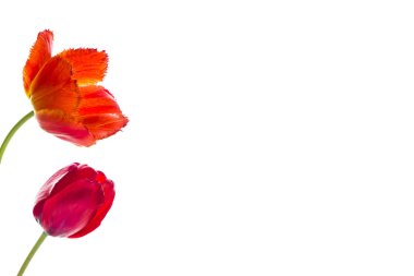 Lale çiçek, metin için yer beyaz zemin üzerine.