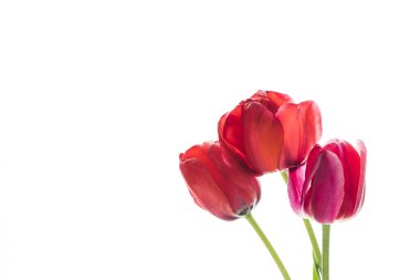 Lale çiçek, metin için yer beyaz zemin üzerine.