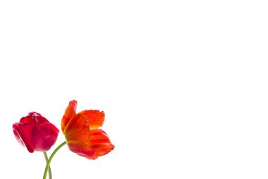 Lale çiçek, metin için yer beyaz zemin üzerine.