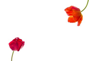 Lale çiçek, metin için yer beyaz zemin üzerine.