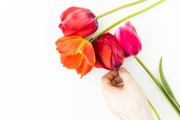 Tulip flowers on white table with human hand and copy space for 