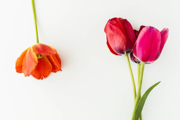 Tulip flowers on white table with human hand and copy space for 