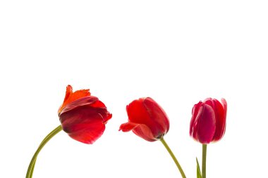 Lale çiçek, metin için yer beyaz zemin üzerine.