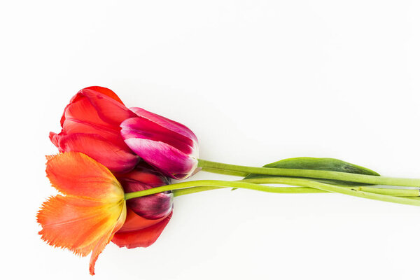 Tulip flowers on white table with human hand and copy space for 