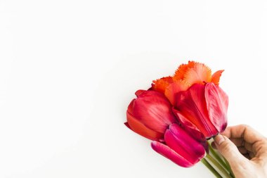 Lale çiçek kopya alanı için metin üstünü ile beyaz tabloda görüntülemek.