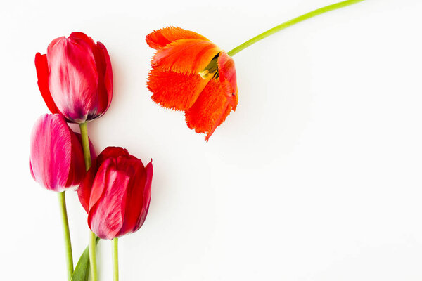 Tulip flowers on white table with copy space for your text top view.