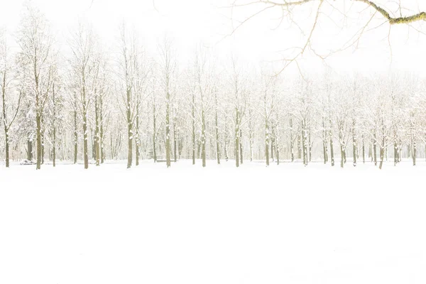 森林中的几棵树的雪之路 — 图库照片