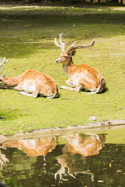 Speckled Deer Lying Green Grass Summer — Stock Photo, Image