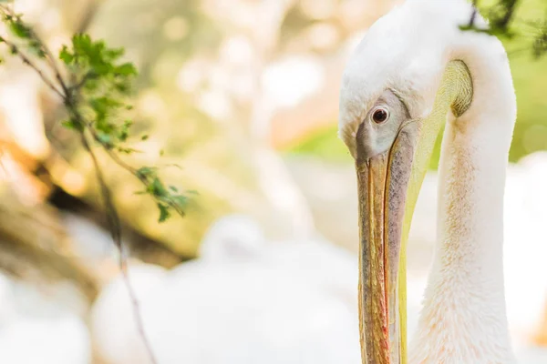 Portrait Pélican Dos Rose Pelecanus Rufescens — Photo