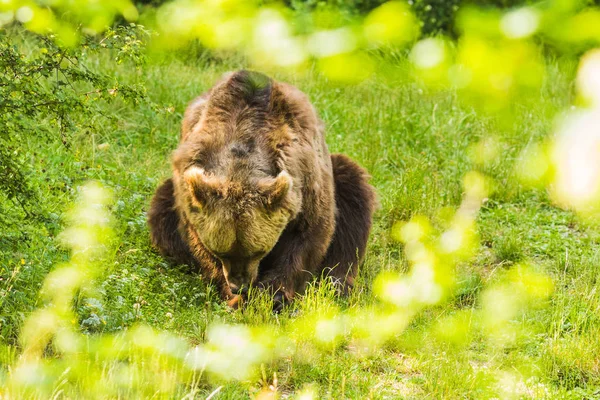 Ein Braunbär Durchquert Einen Grünen Wald — Stockfoto