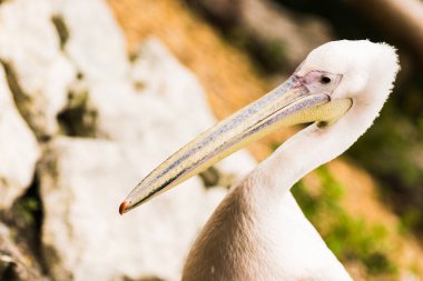 Pembe sırtlı pelikan veya Pelecanus rufescens portresi