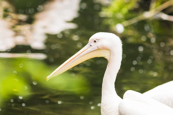 Portrait Pélican Dos Rose Pelecanus Rufescens — Photo