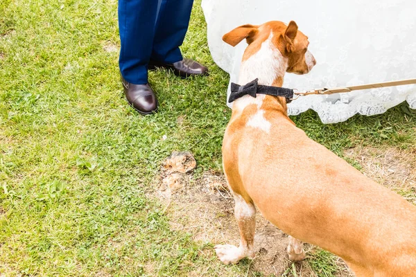 A dog with a bow tie invited to a wedding