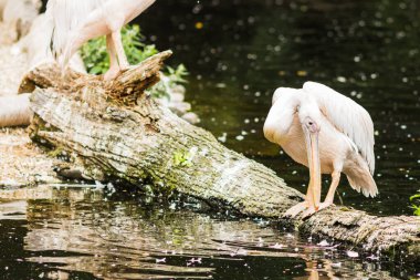 Pembe sırtlı pelikan veya Pelecanus rufescens portresi