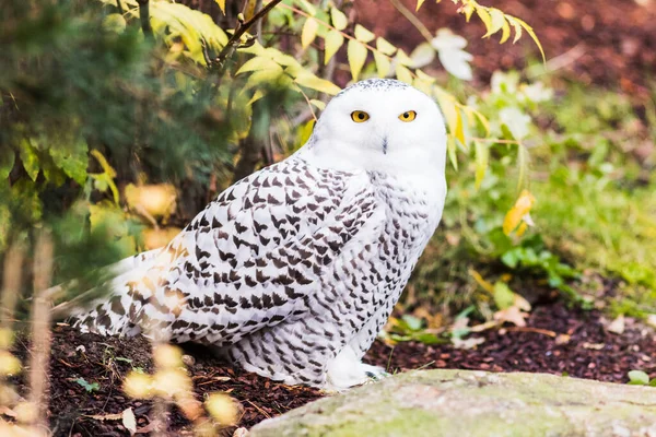 Snowy Owl Perched Branch Spring — Stock Photo, Image