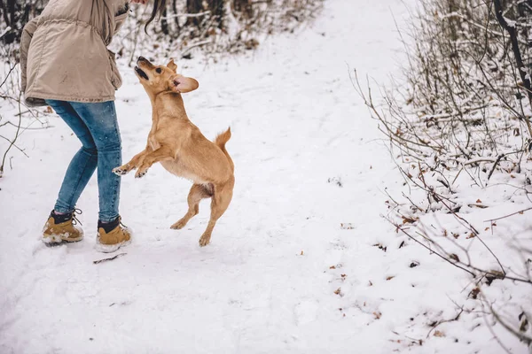 Menina caminhadas com cão — Fotografia de Stock
