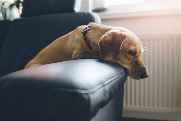Собака сидит на диване — стоковое фото