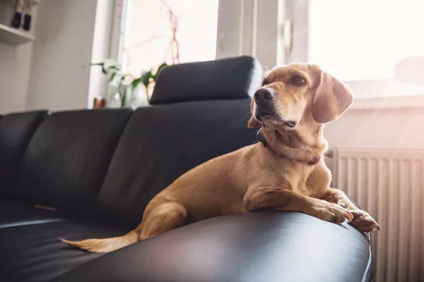 Собака сидит на диване — стоковое фото