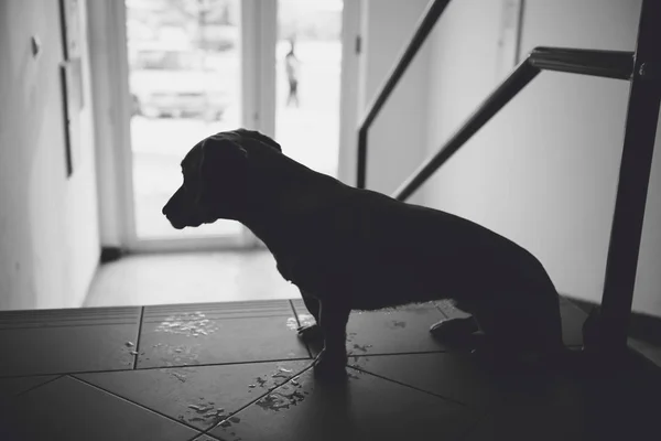 Мокрая бездомная собака — стоковое фото