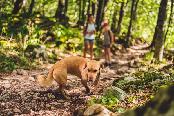 หมาสีเหลืองตัวเล็ก — ภาพถ่ายสต็อก