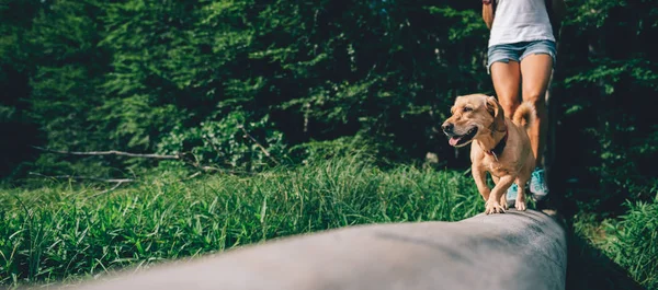 Küçük sarı köpek — Stok fotoğraf