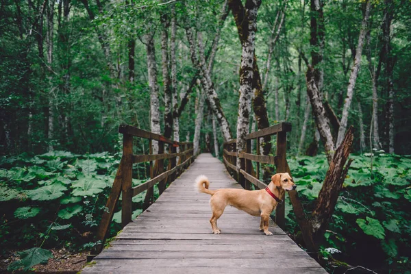 Mały pies żółty — Zdjęcie stockowe