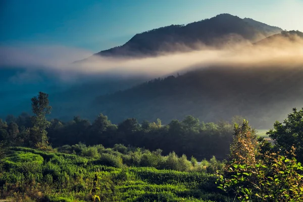 Morning fog over the forest — Stock Photo, Image