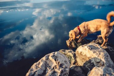 Küçük sarı köpek 