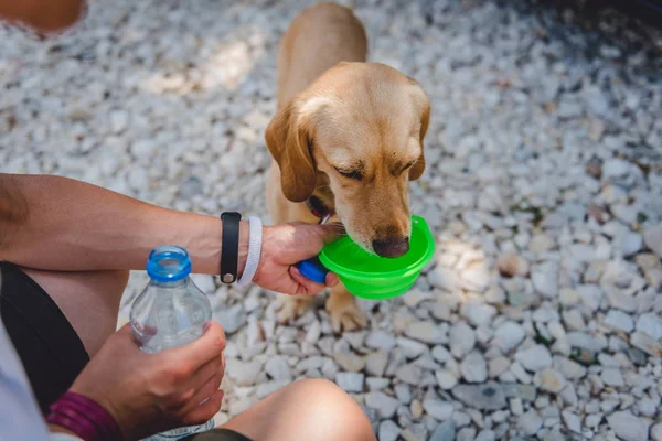女性の飲み物に彼女の小さな黄色い犬の水を与える — ストック写真