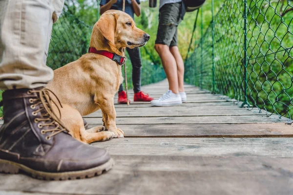 Small Yellow Dog His Owners Sitting Wooden Suspension Bridge Looking — Stock Photo, Image