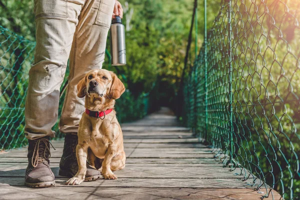 Hiker with small yellow dog — Stock Photo, Image