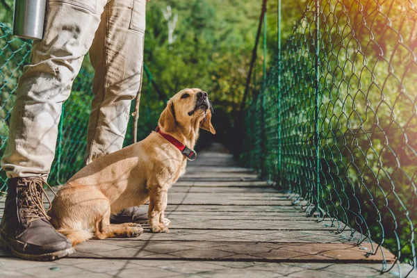 Természetjáró kis sárga kutya — Stock Fotó